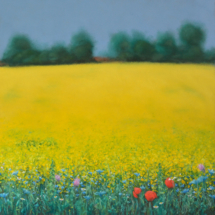 rapefield | oil on hardboard, 8o x 8o cm